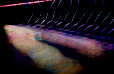 Web